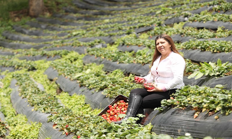 Cundinamarquesas estarán presentes con productos agrícolas en la Plaza de Mercado de Kennedy