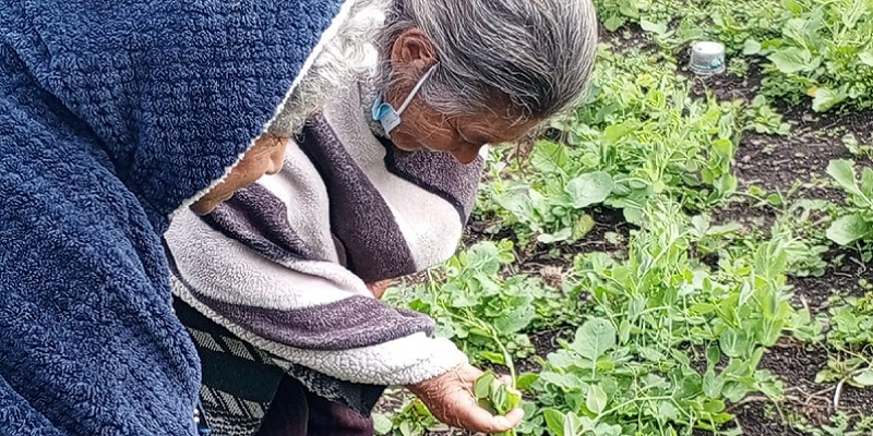 Huertos terapéuticos, una actividad saludable para los usuarios del Centro Bienestar del Anciano San Pedro Claver