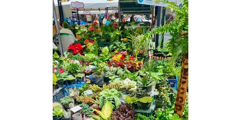 Productos cundinamarqueses en el Gran Mercado Campesino de Bogotá 